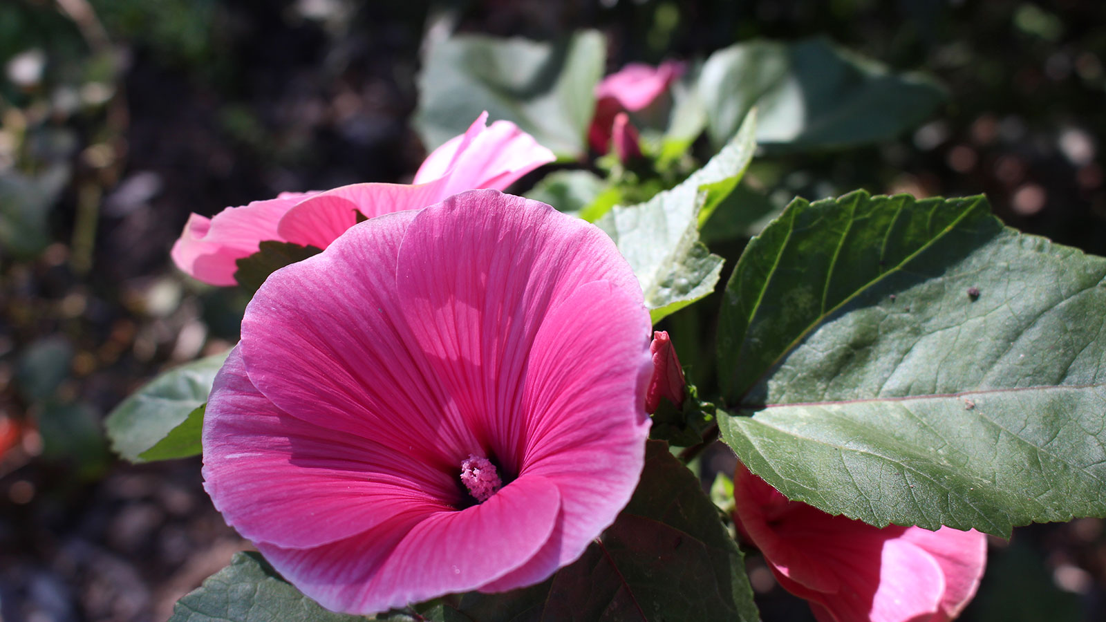 HUERTA JARDÍN