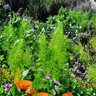 JARDÍN COMESTIBLE DEL VISO