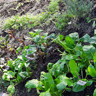 JARDÍN COMESTIBLE DEL VISO