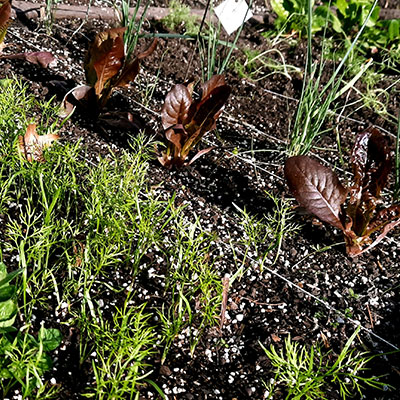 JARDÍN COMESTIBLE DEL VISO