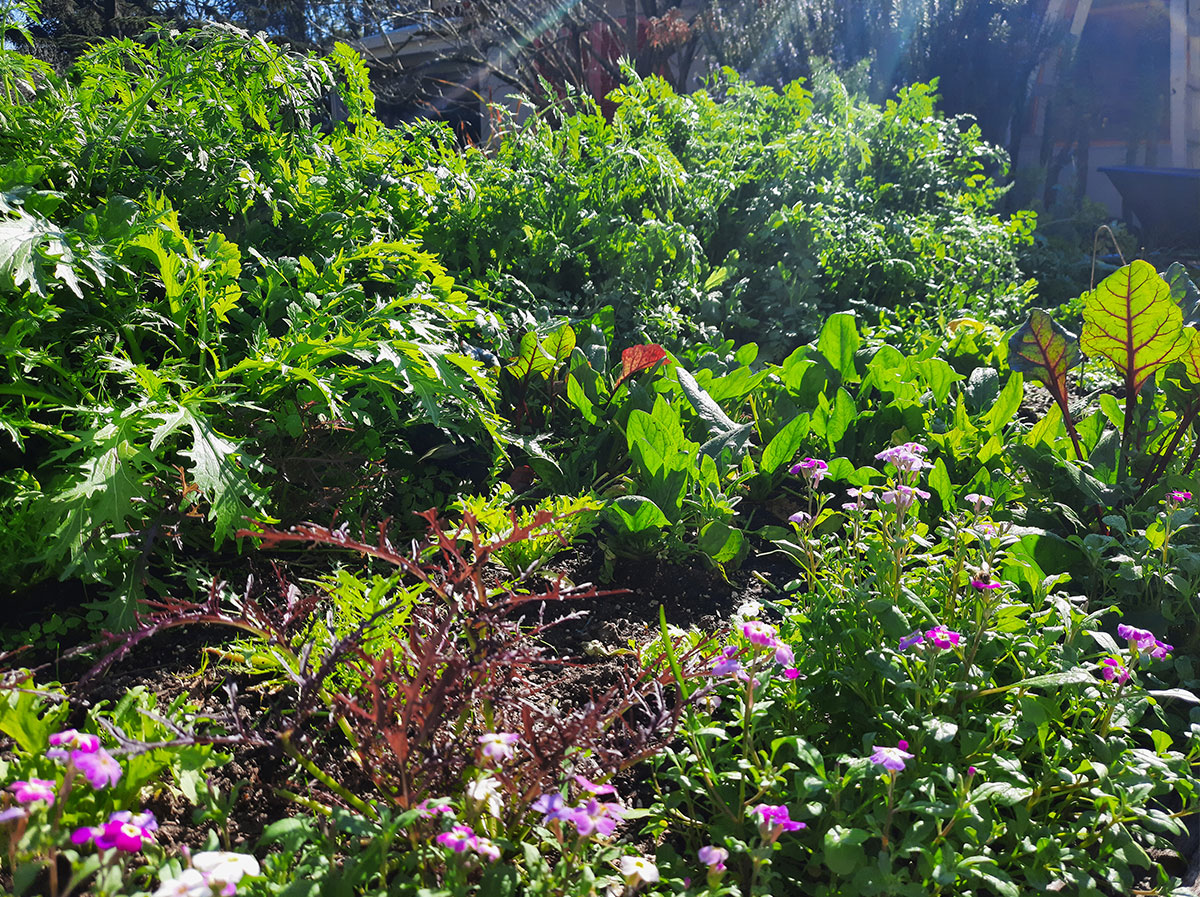 JARDÍN COMESTIBLE DEL VISO