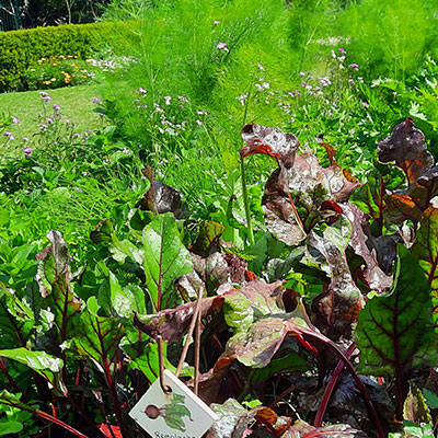 JARDÍN COMESTIBLE DEL VISO