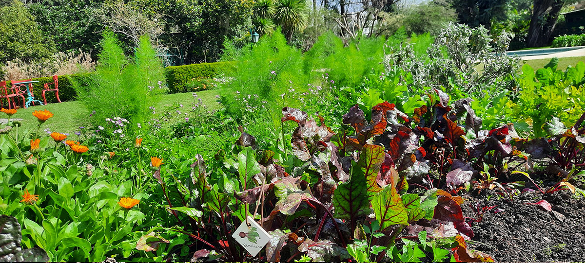 JARDÍN COMESTIBLE DEL VISO