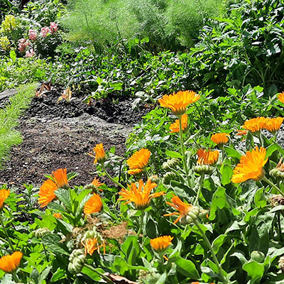 JARDÍN COMESTIBLE DEL VISO