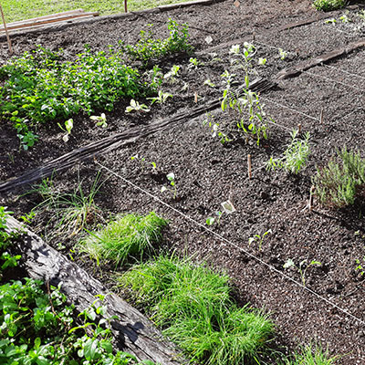 JARDÍN COMESTIBLE DEL VISO