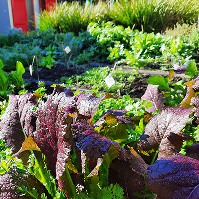 JARDÍN COMESTIBLE DEL VISO