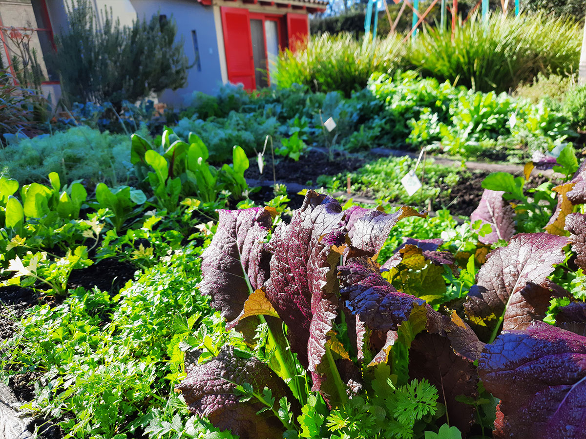 JARDÍN COMESTIBLE DEL VISO