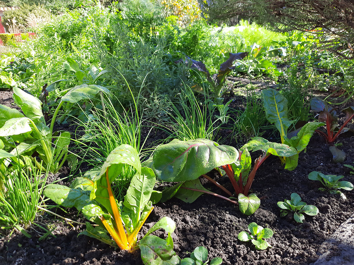 JARDÍN COMESTIBLE DEL VISO