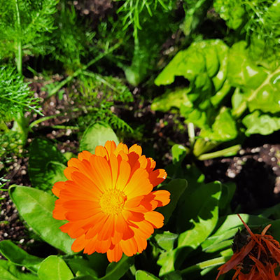 JARDÍN COMESTIBLE DEL VISO