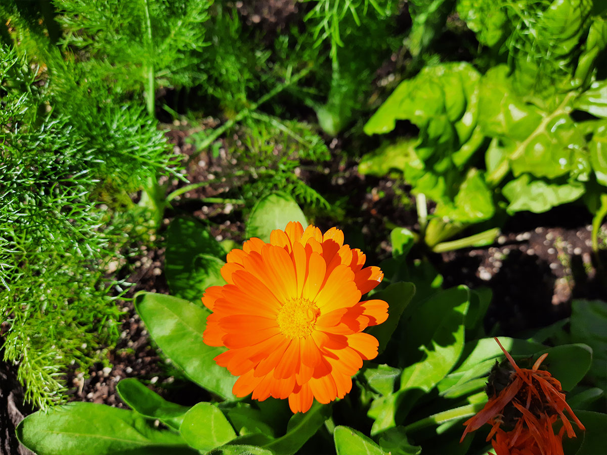 JARDÍN COMESTIBLE DEL VISO