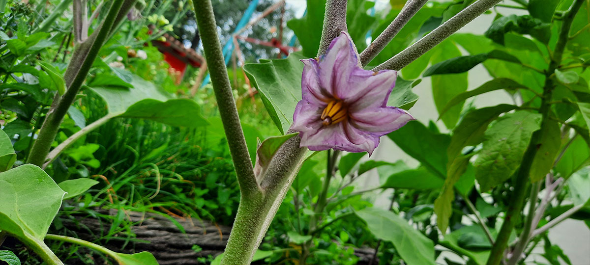 JARDÍN COMESTIBLE DEL VISO