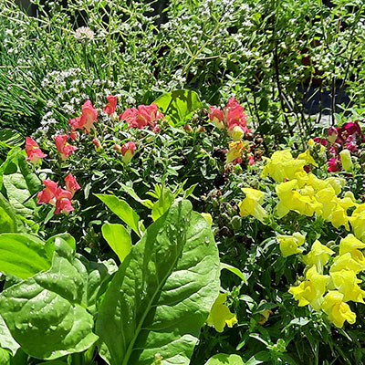 JARDÍN COMESTIBLE DEL VISO