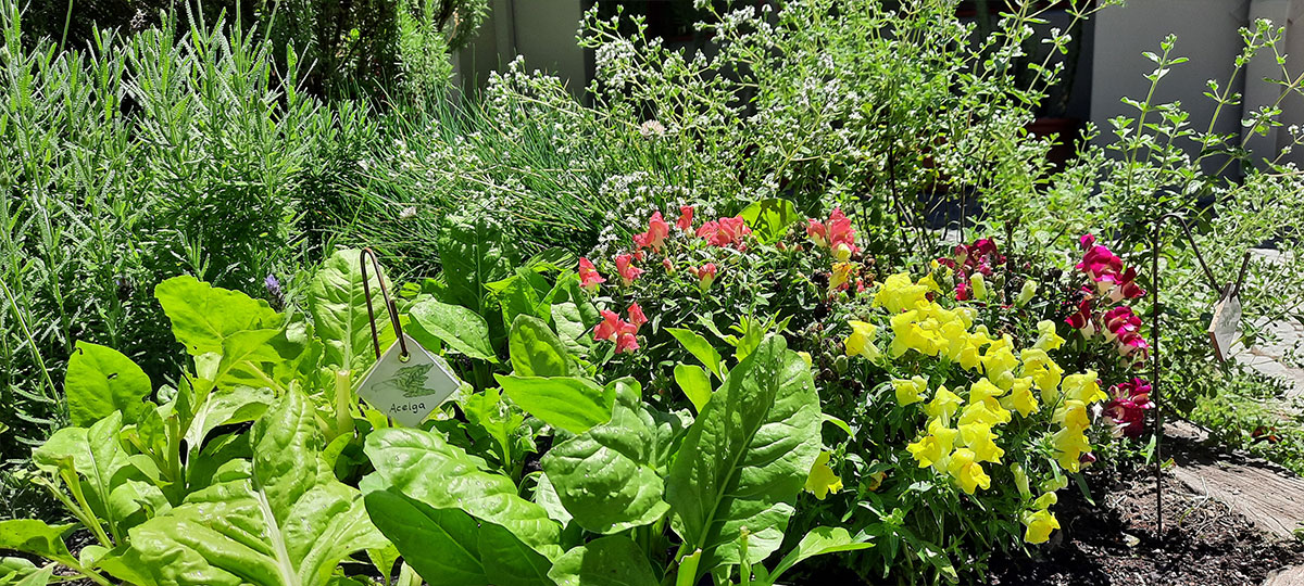 JARDÍN COMESTIBLE DEL VISO